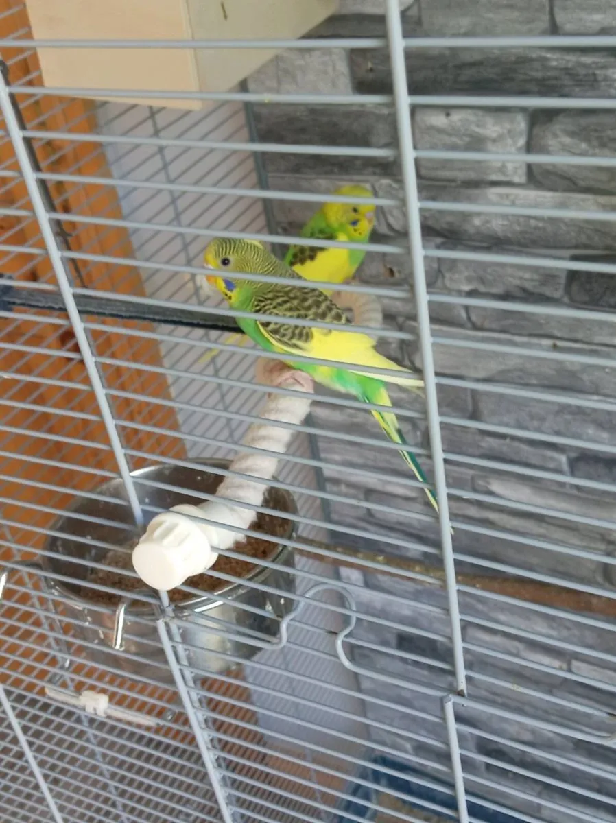 Budgies - Image 2
