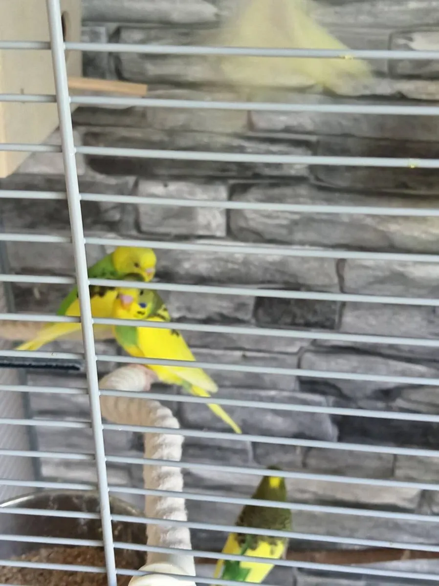 Budgies - Image 1