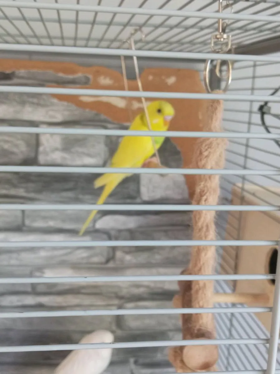 Budgies - Image 3