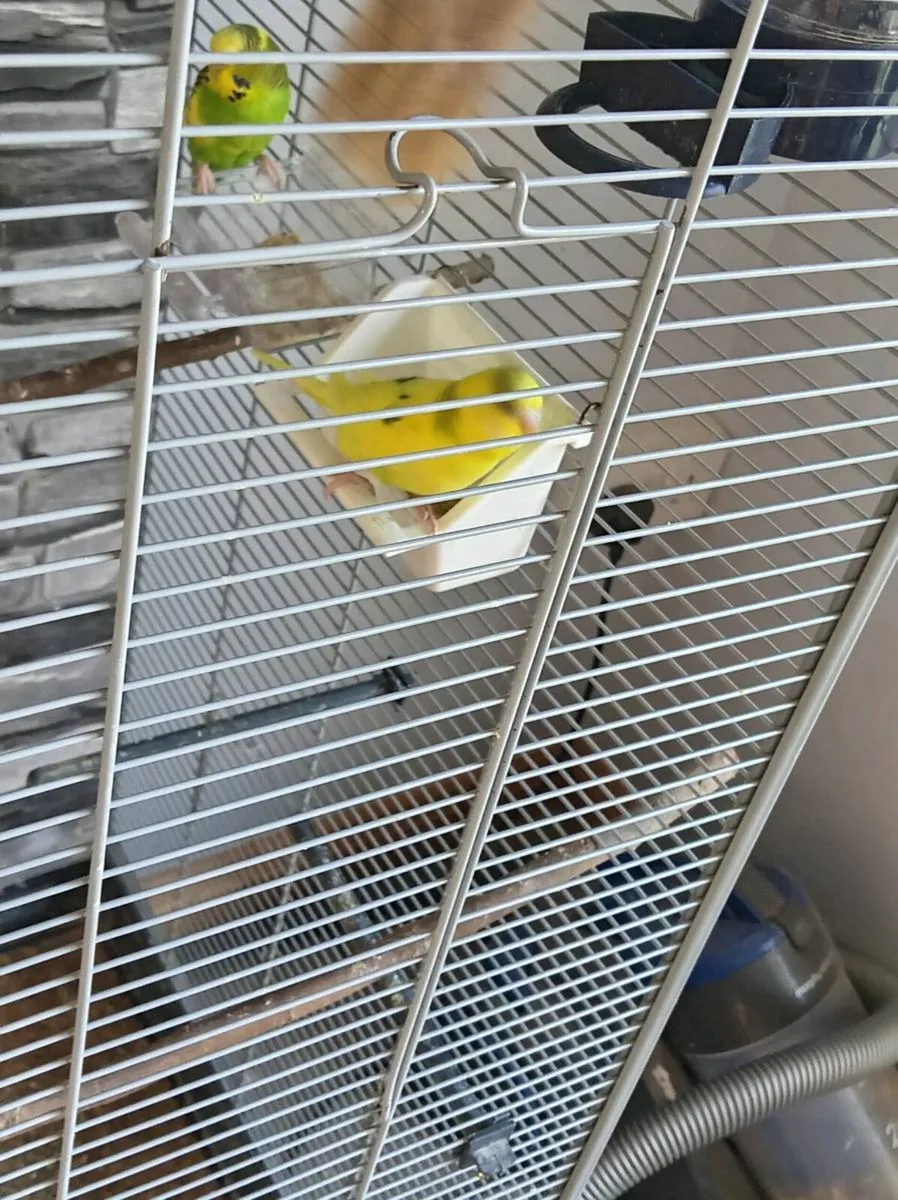 Budgies - Image 4