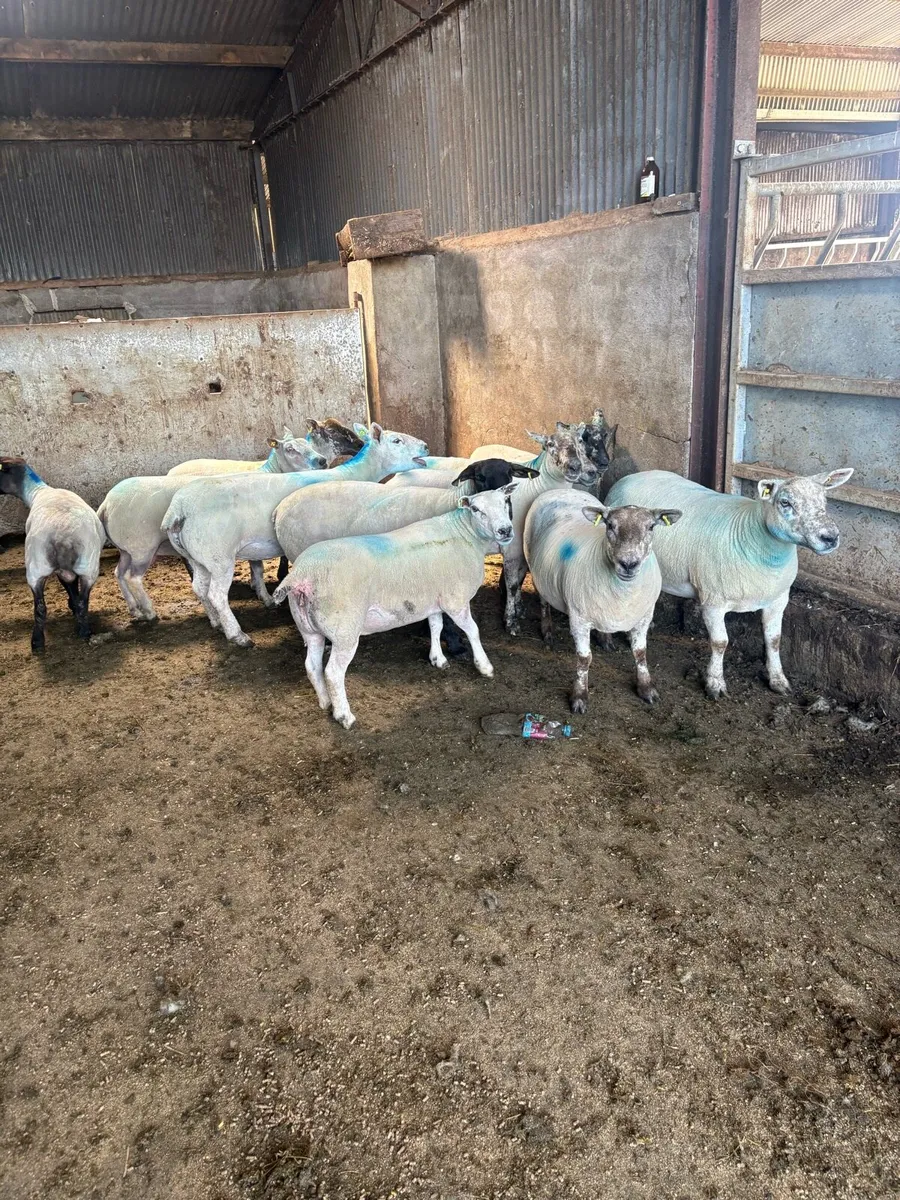 12 serious young ewes - Image 1
