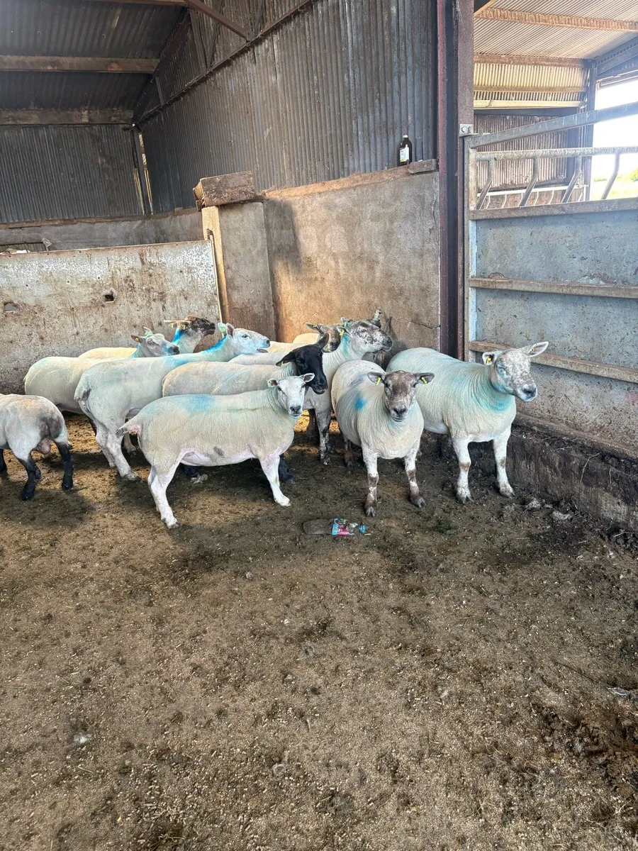 12 serious young ewes - Image 2