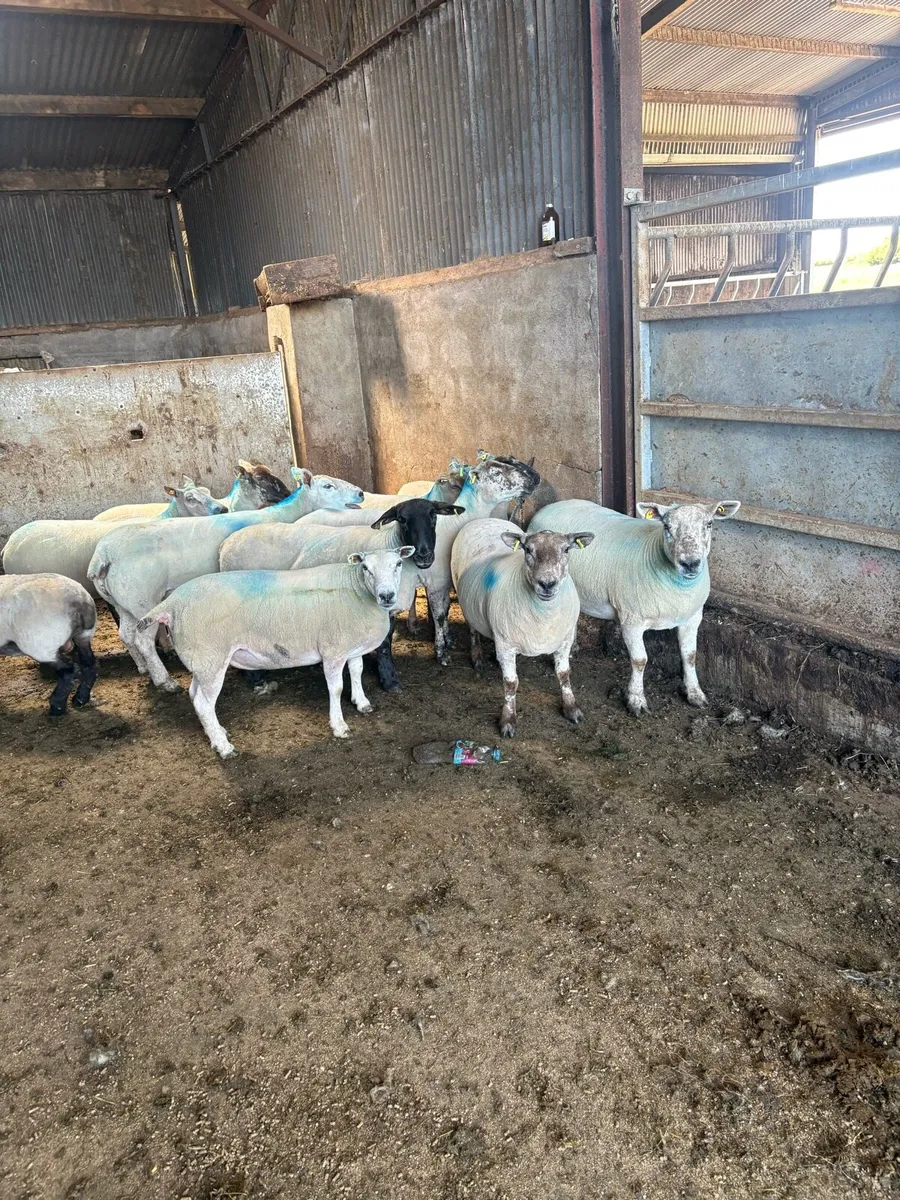12 serious young ewes - Image 3