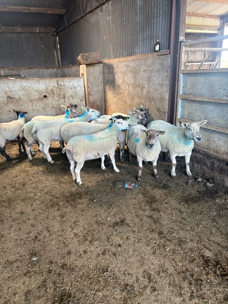 12 serious young ewes - Image 4