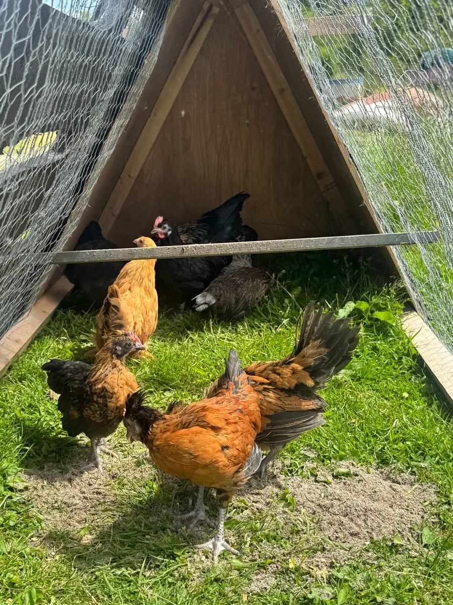Bantam mix and Pekin’s - Image 2