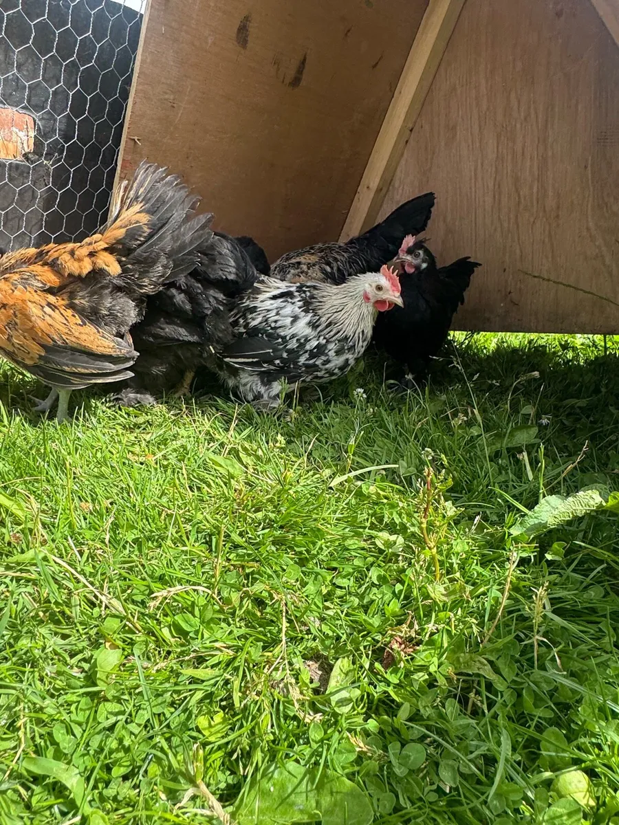 Bantam mix and Pekin’s - Image 3