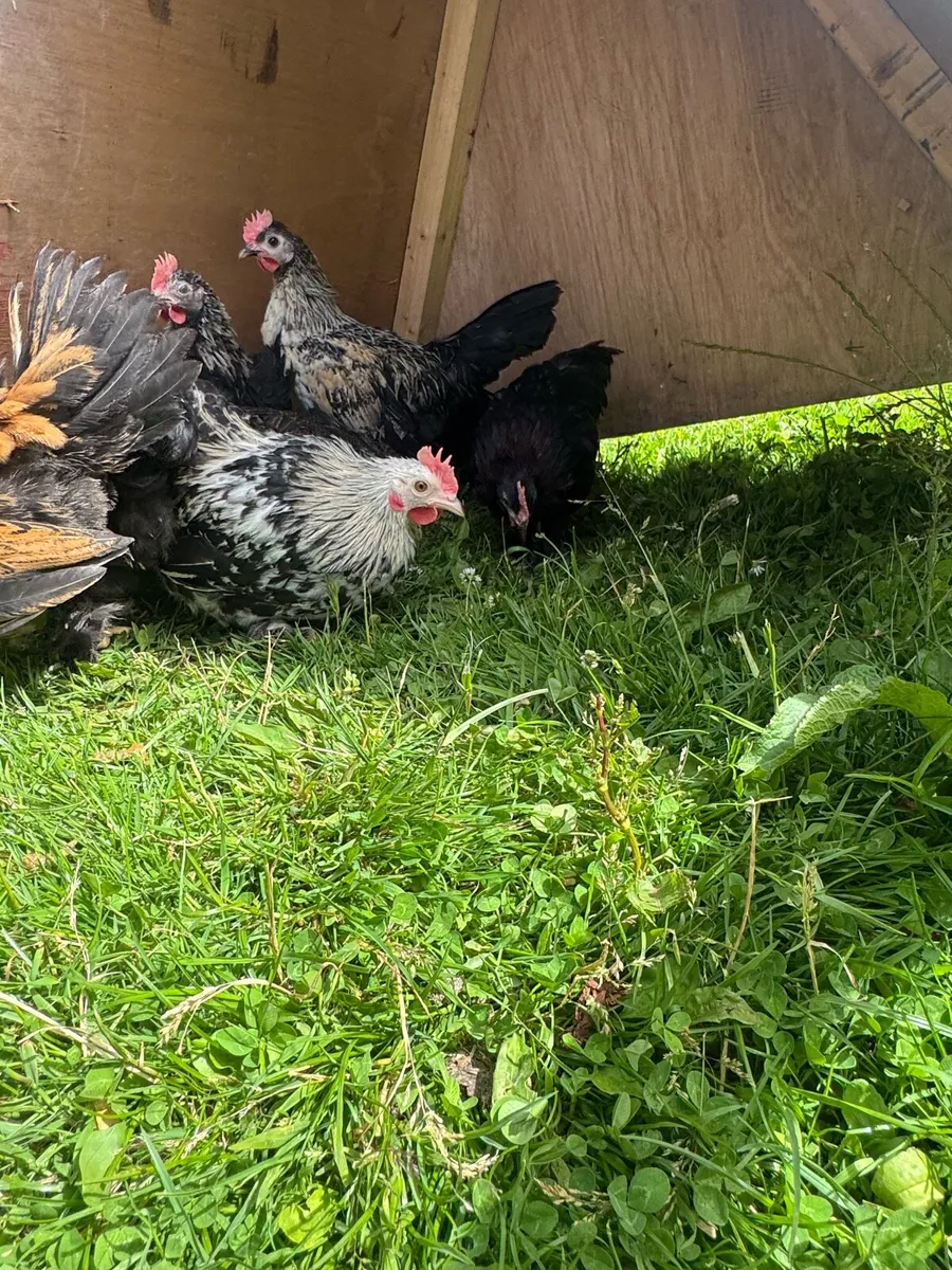 Bantam mix and Pekin’s - Image 4