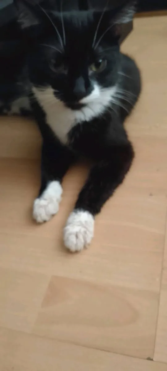 Pets - Image 2
