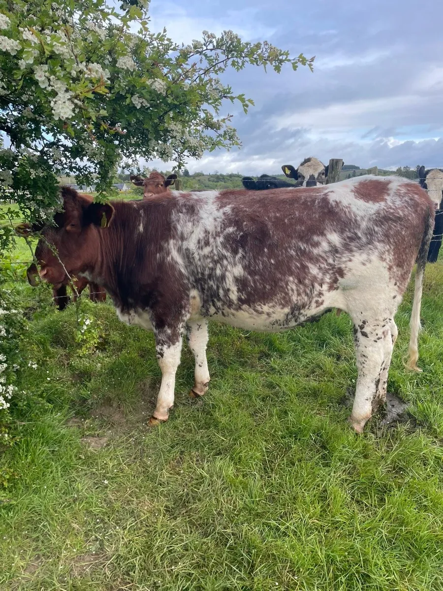 Roan incalf heifer - Image 4