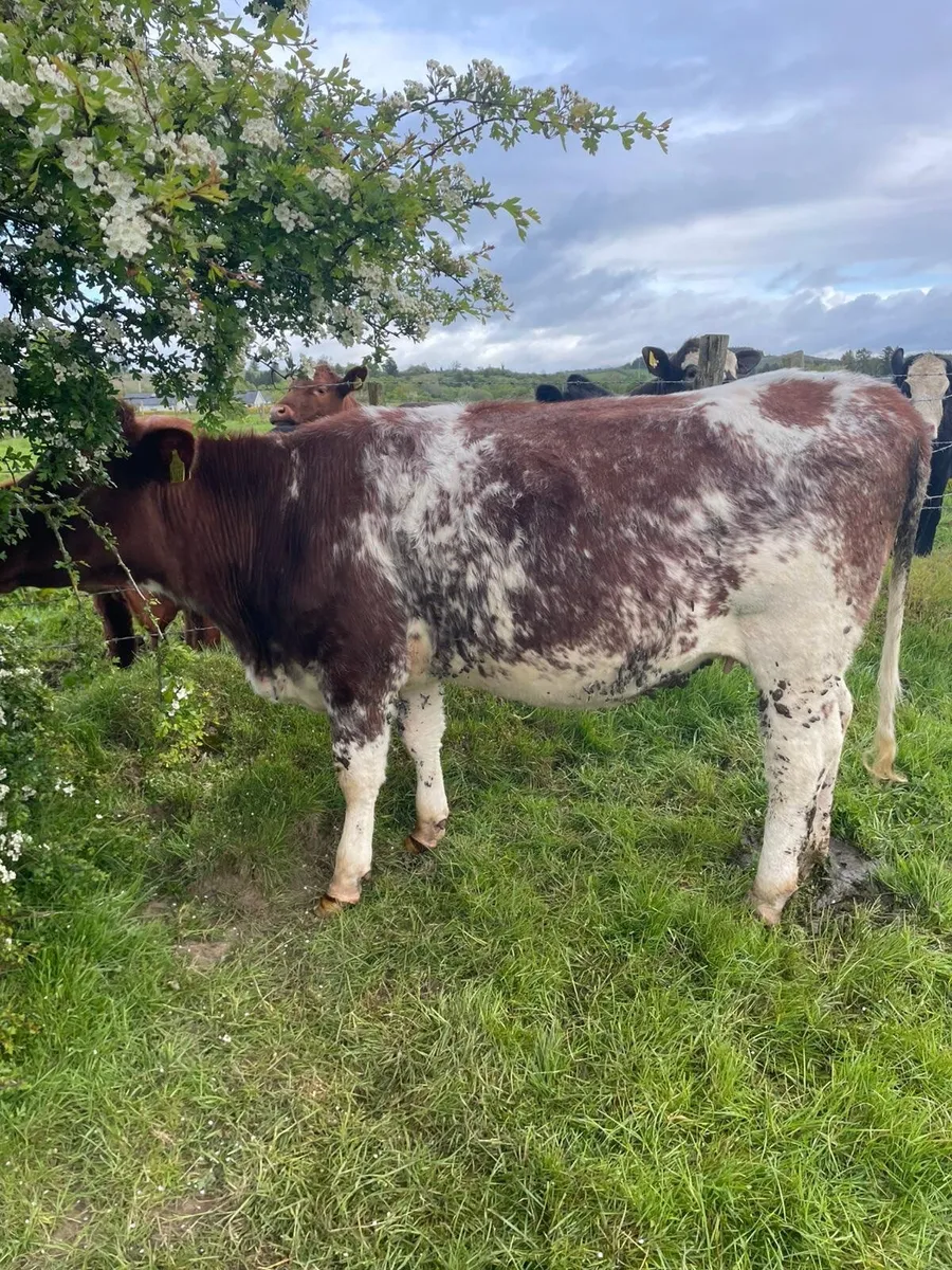 Roan incalf heifer - Image 1