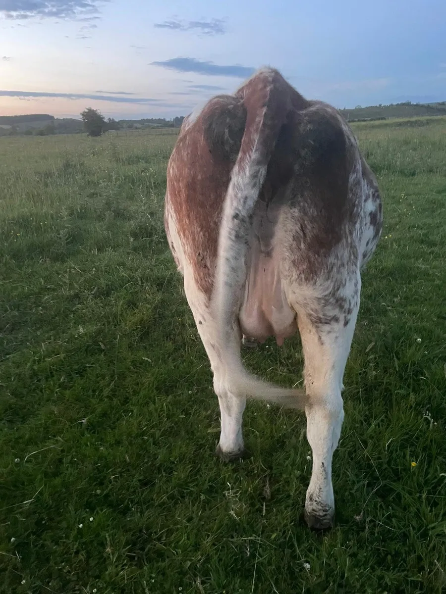 Roan incalf heifer - Image 3