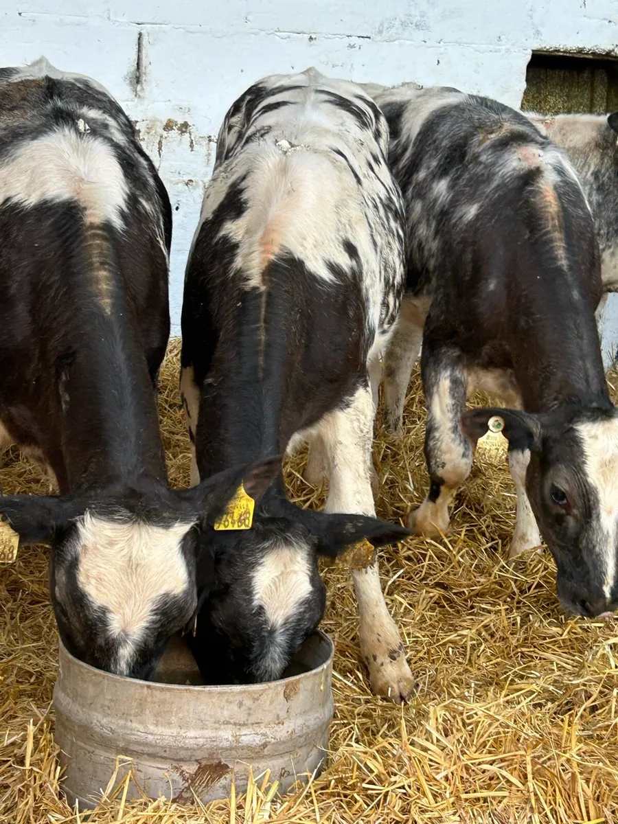6TOP QUALITY BELGIUM BLUE HEIFER WEANLINGS - Image 3