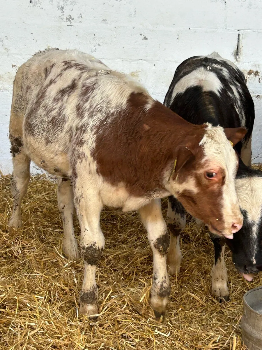 6TOP QUALITY BELGIUM BLUE HEIFER WEANLINGS - Image 1