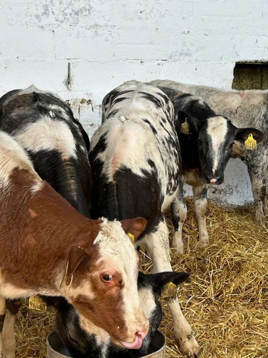 6TOP QUALITY BELGIUM BLUE HEIFER WEANLINGS - Image 2