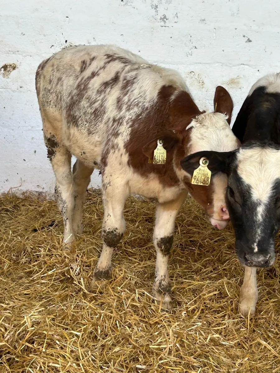 6TOP QUALITY BELGIUM BLUE HEIFER WEANLINGS - Image 4