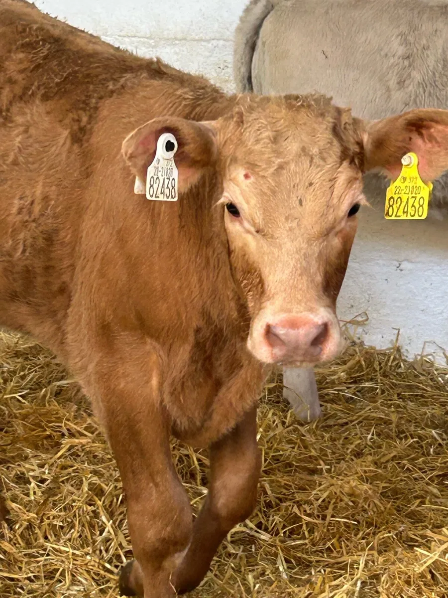 6 EXCEPTIONAL QUALITY CONTINENTAL HEIFER RUNNERS - Image 1