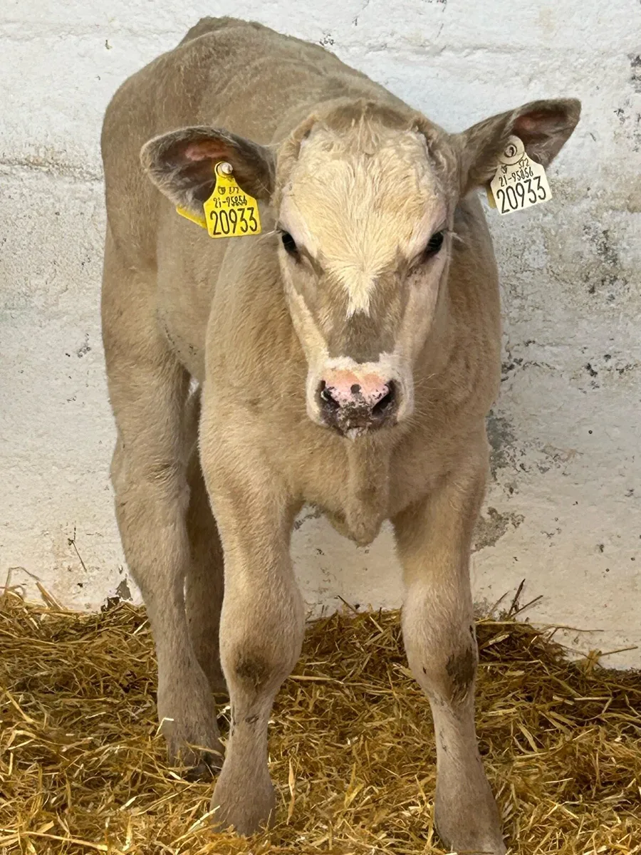 6 EXCEPTIONAL QUALITY CONTINENTAL HEIFER RUNNERS - Image 2