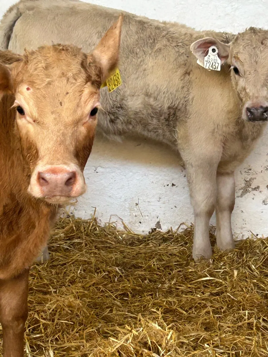 6 EXCEPTIONAL QUALITY CONTINENTAL HEIFER RUNNERS - Image 3