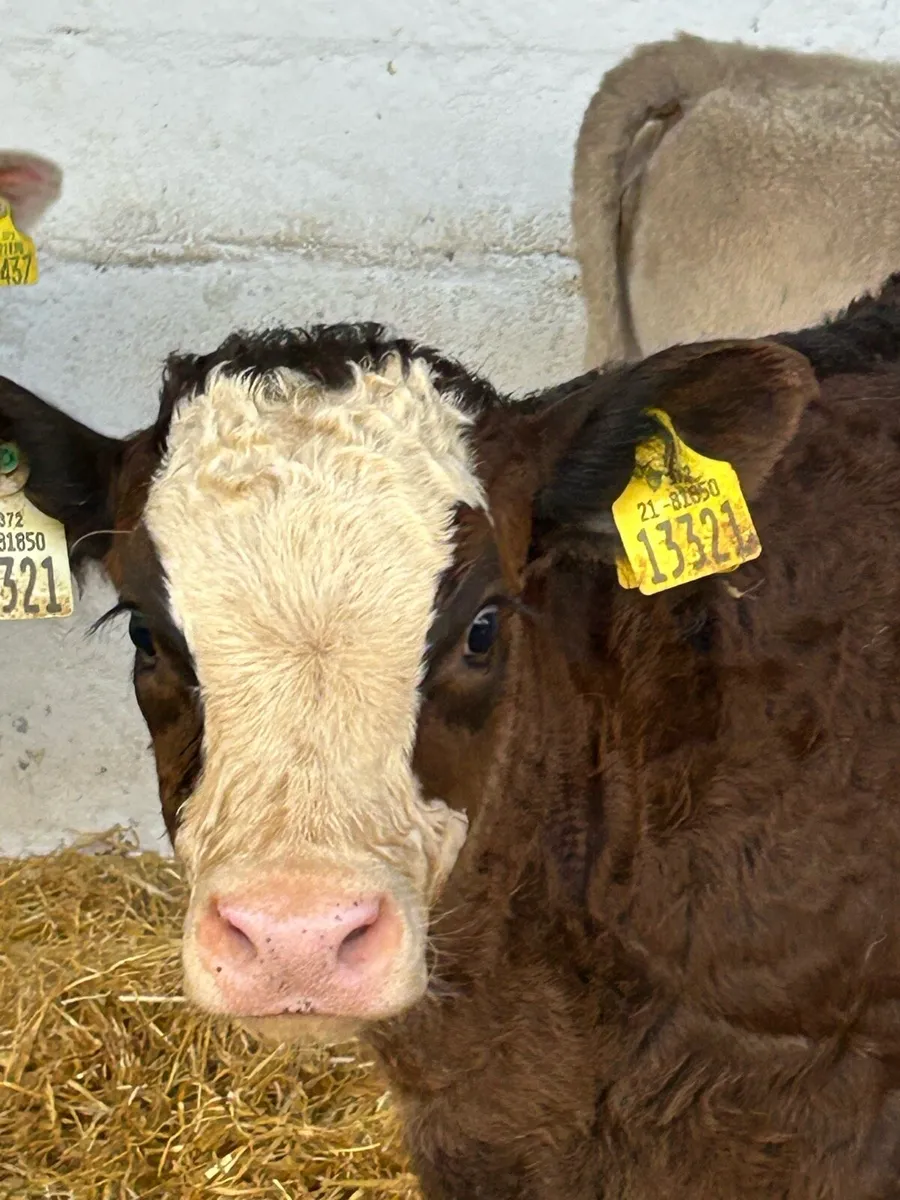 6 EXCEPTIONAL QUALITY CONTINENTAL HEIFER RUNNERS - Image 4