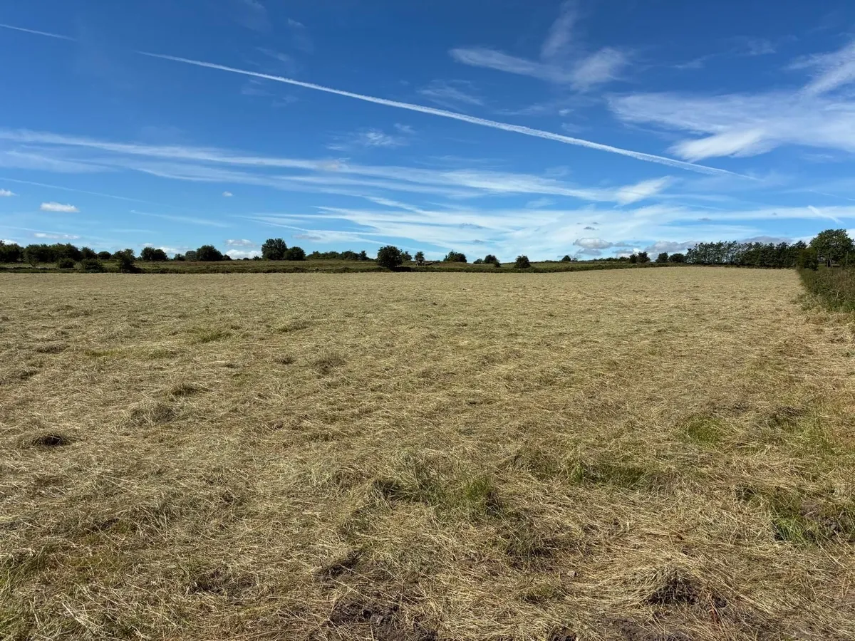 Hay - Image 1