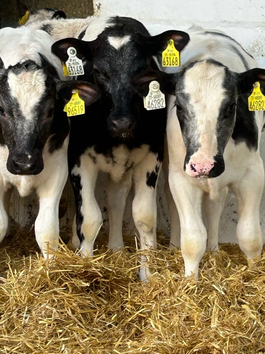 6 SERIOUS AI BRED BB HEIFER RUNNERS - Image 1