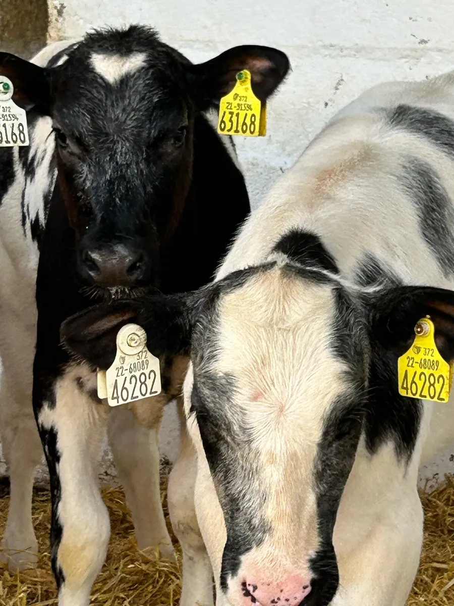 6 SERIOUS AI BRED BB HEIFER RUNNERS - Image 2