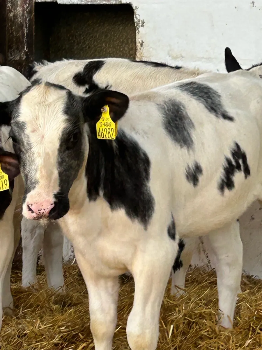 6 SERIOUS AI BRED BB HEIFER RUNNERS - Image 3