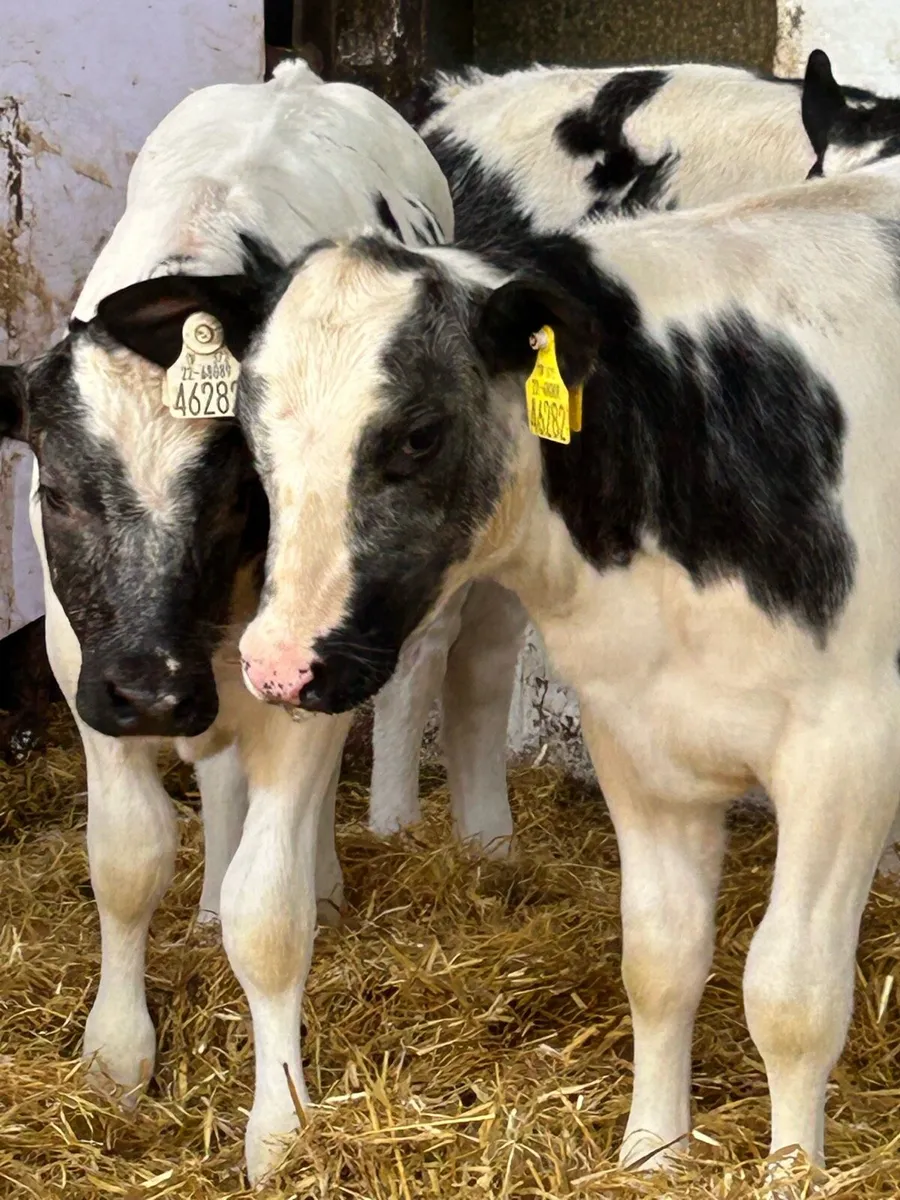 6 SERIOUS AI BRED BB HEIFER RUNNERS - Image 4