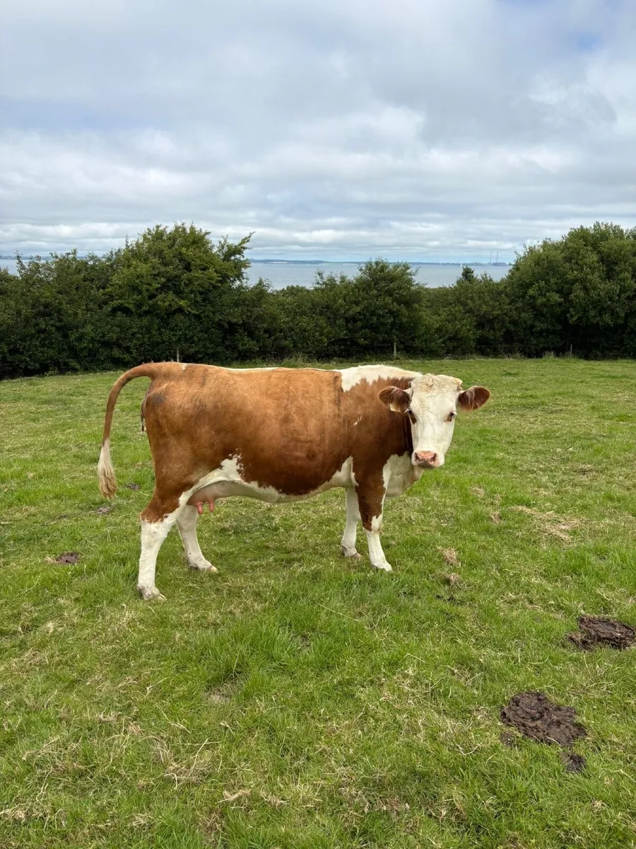 2 HEX in calf heifers for sale - Image 1