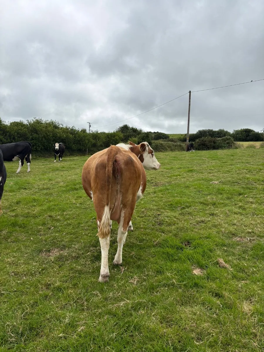 2 HEX in calf heifers for sale - Image 2