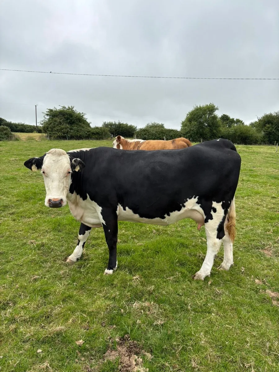 2 HEX in calf heifers for sale - Image 3