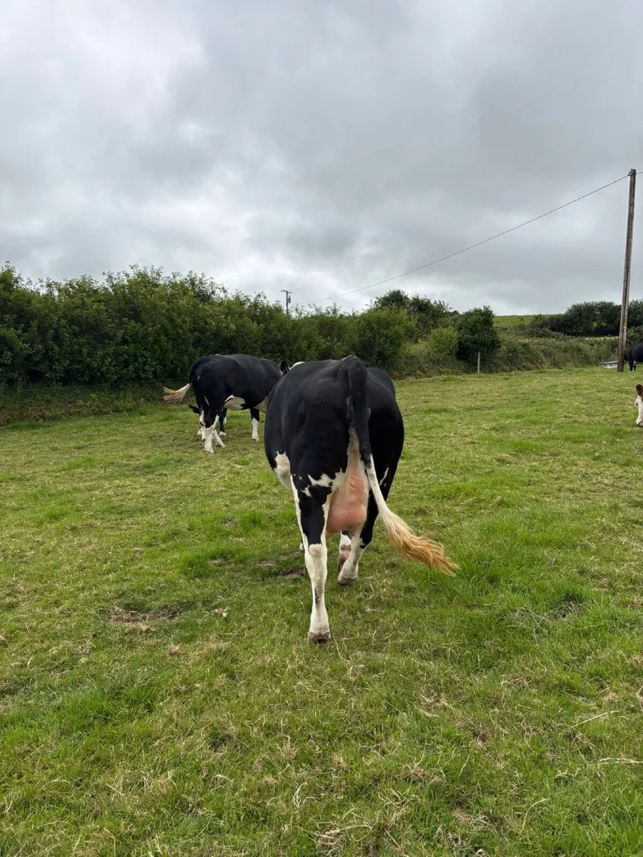 2 HEX in calf heifers for sale - Image 4