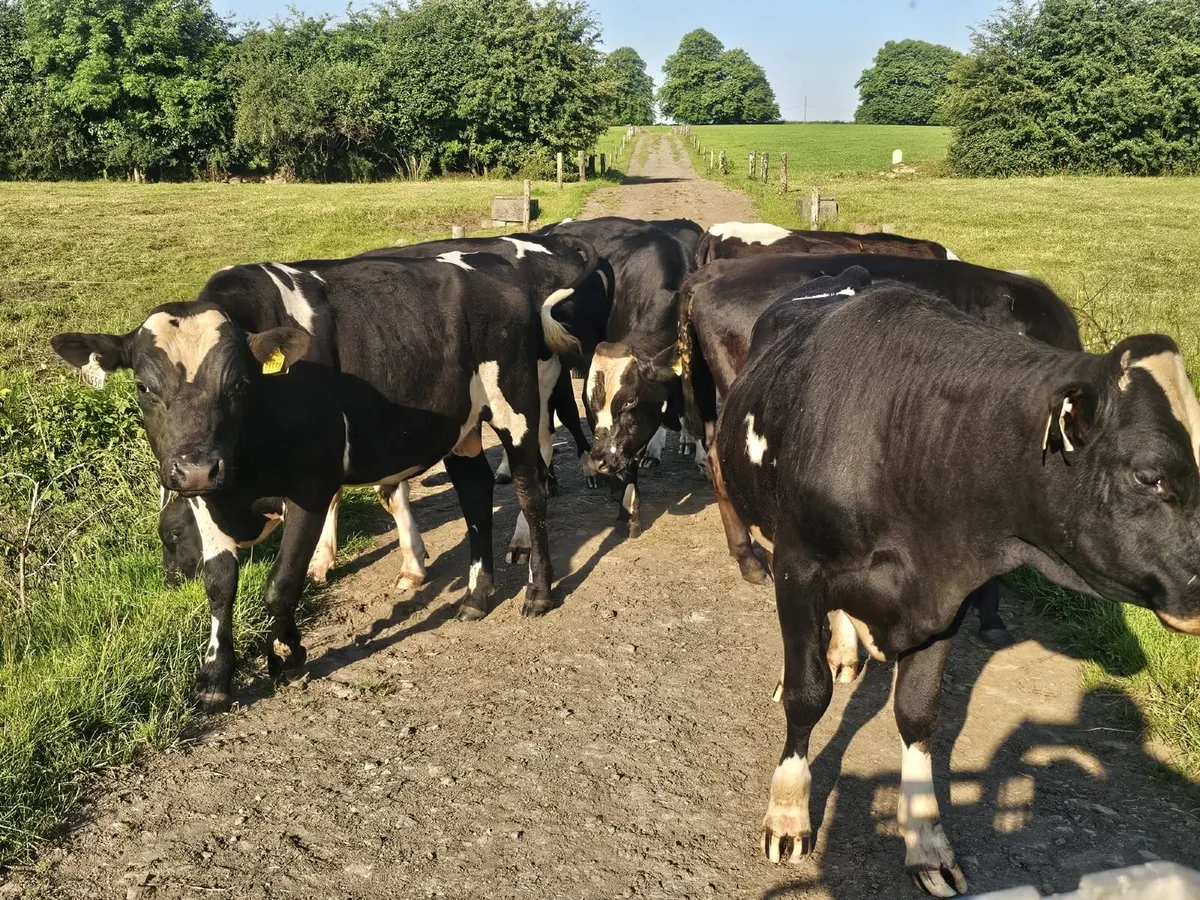 Vasectomised Bulls - Image 1