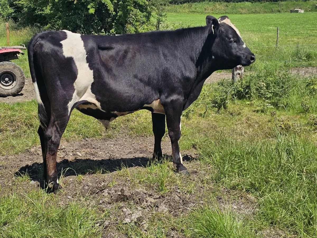 Vasectomised Bulls - Image 2