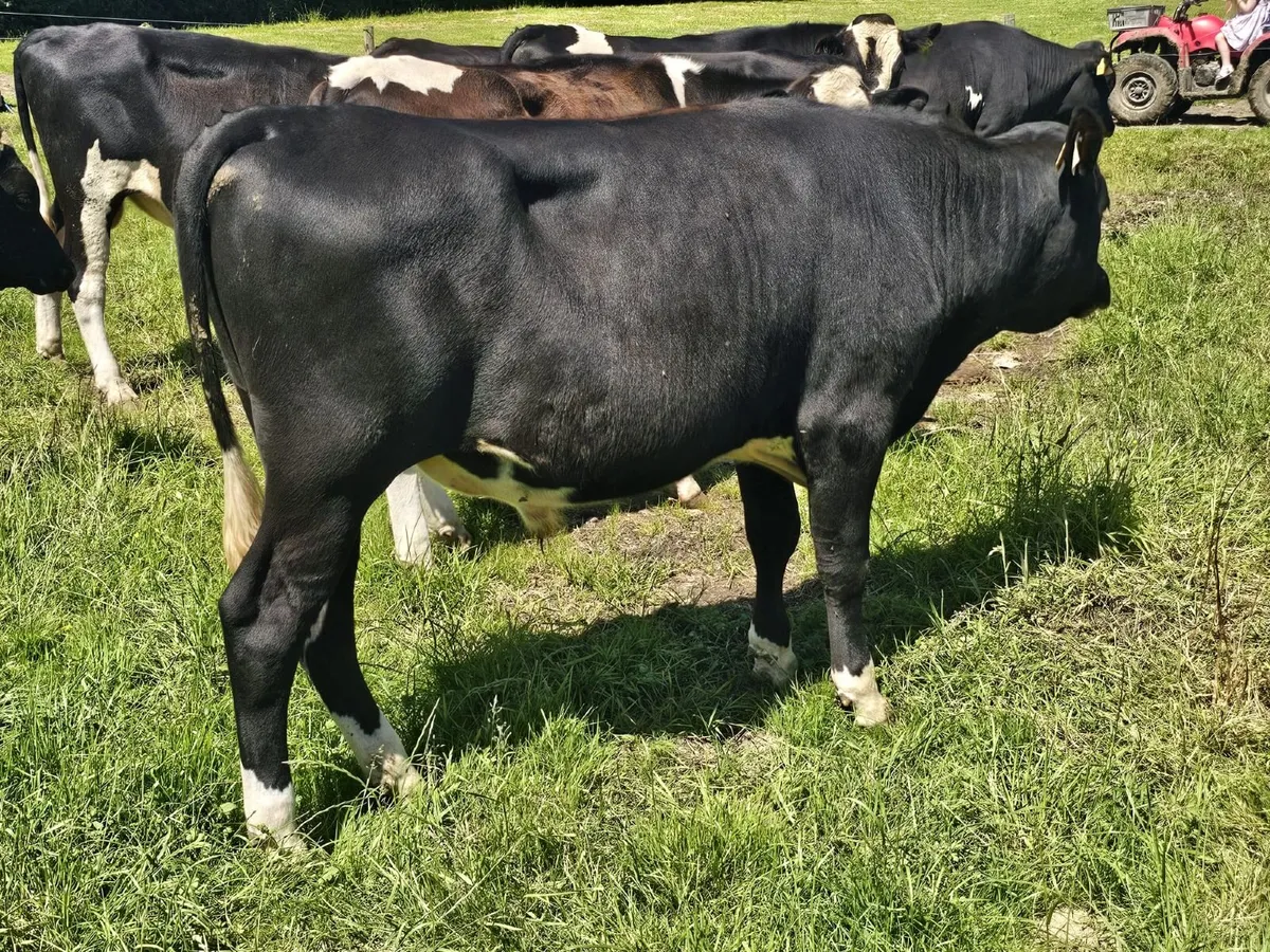 Vasectomised Bulls - Image 3