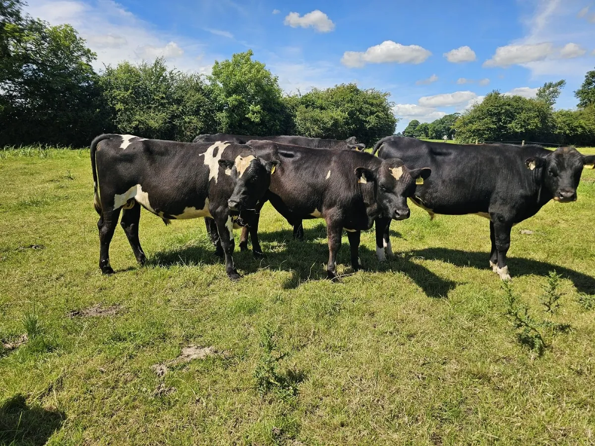 Vasectomised Bulls - Image 4