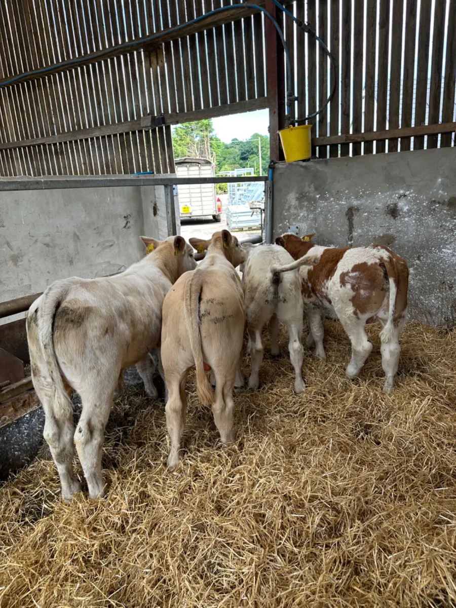Charolais and sim bulls - Image 3