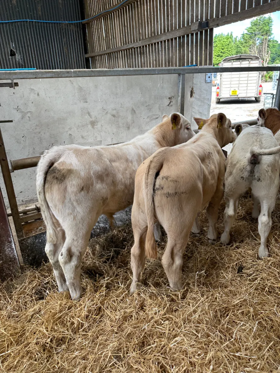 Charolais and sim bulls - Image 2