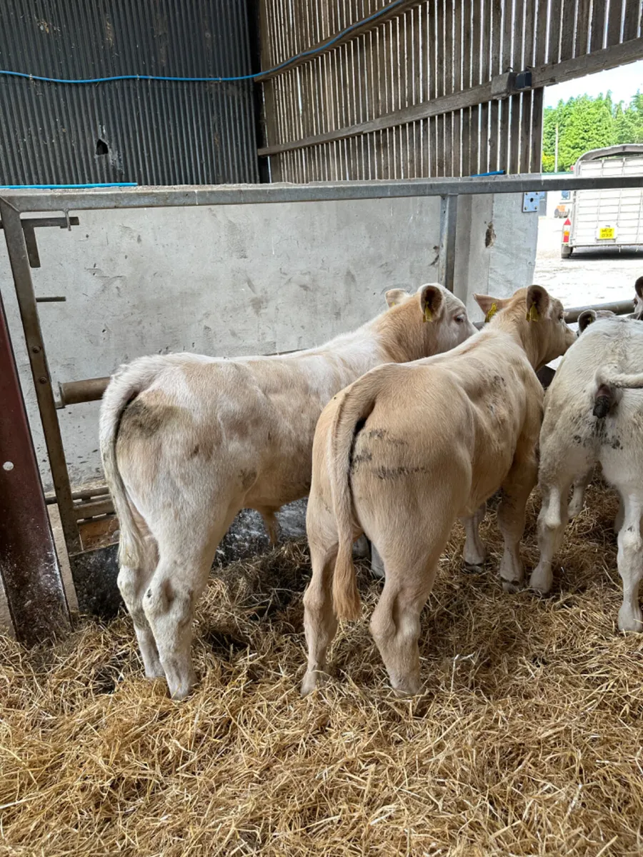 Charolais and sim bulls - Image 4