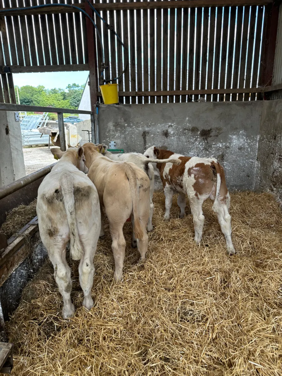 Charolais and sim bulls - Image 1