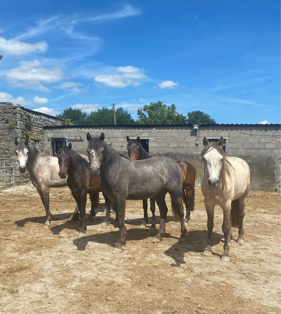 Connemara ponies going to granard mart
