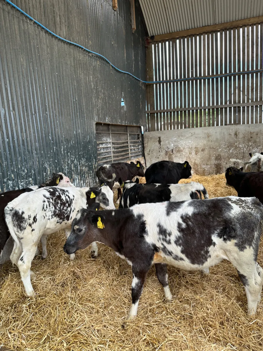 Simmental and blue heifers - Image 4