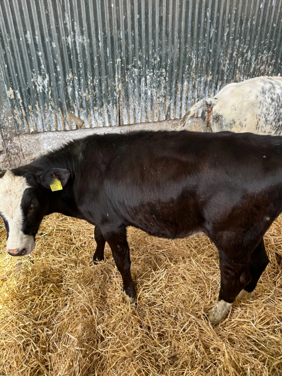Simmental and blue heifers - Image 2