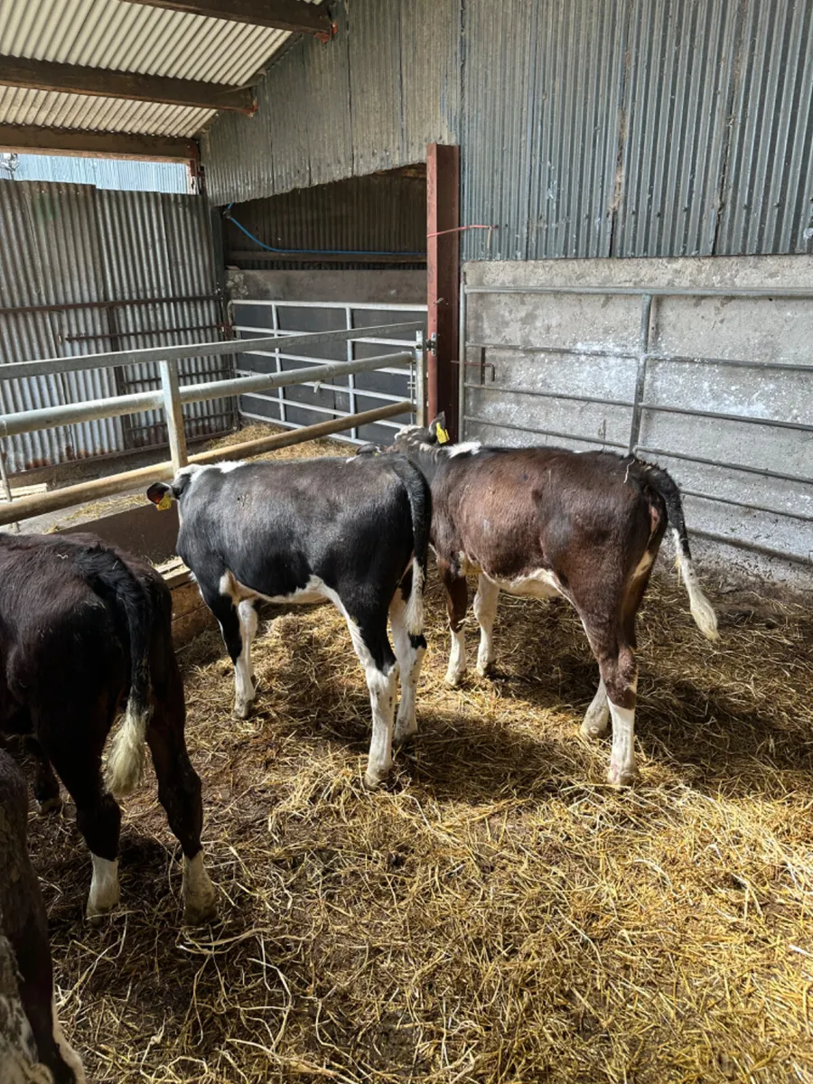 Simmental and blue heifers - Image 1