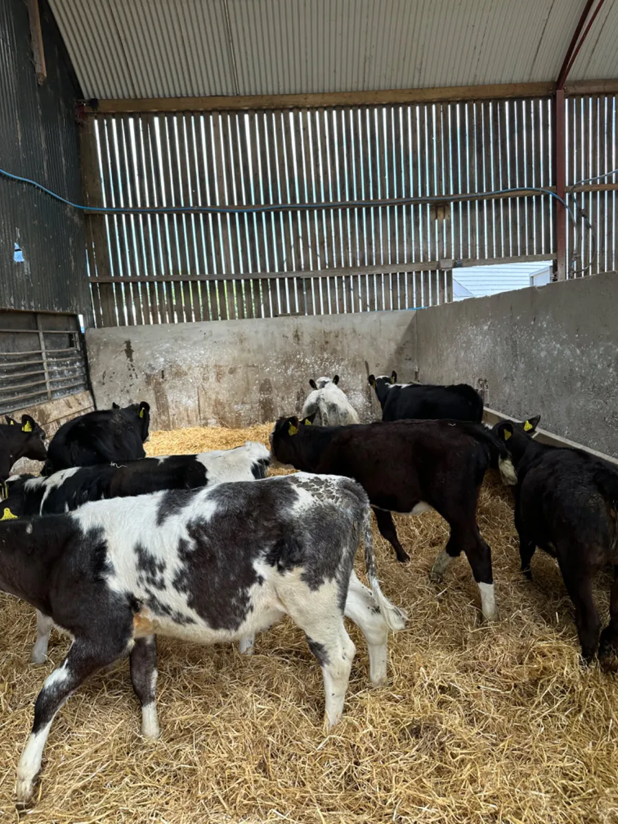 Simmental and blue heifers - Image 3