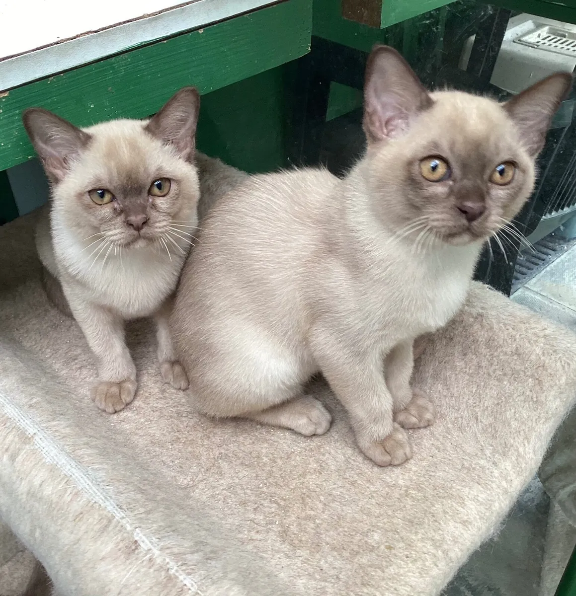 Burmese kittens - Image 1
