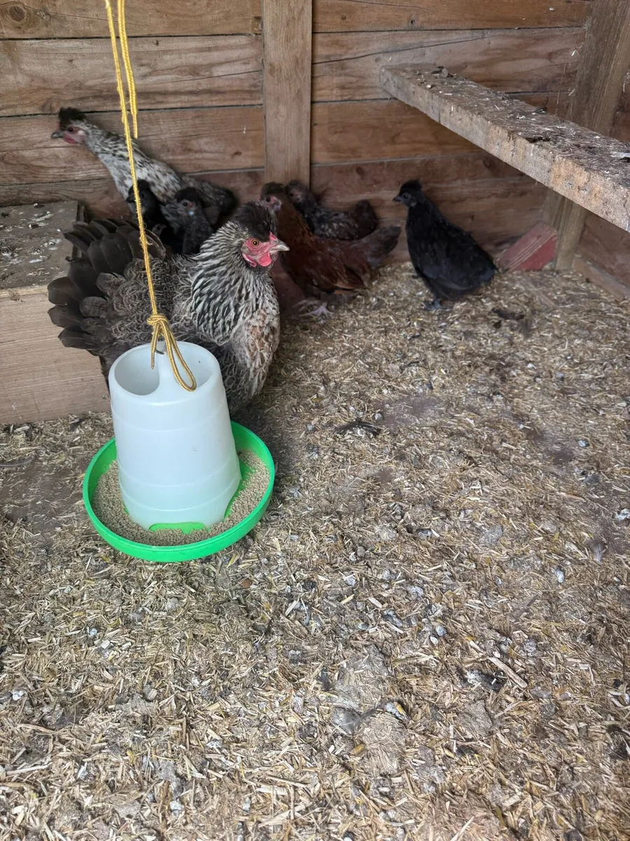 Cross breed bantam hen and 6 chicks - Image 1