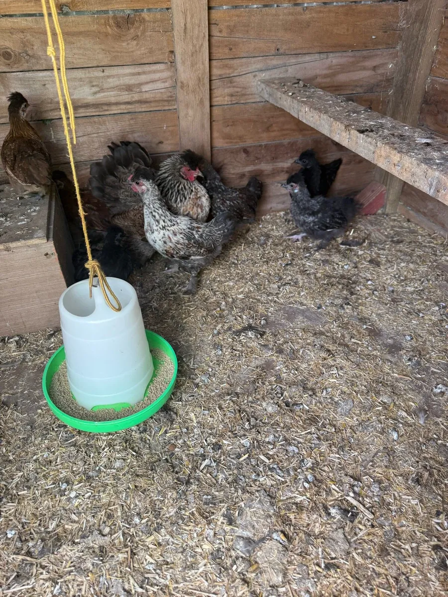 Cross breed bantam hen and 6 chicks - Image 3
