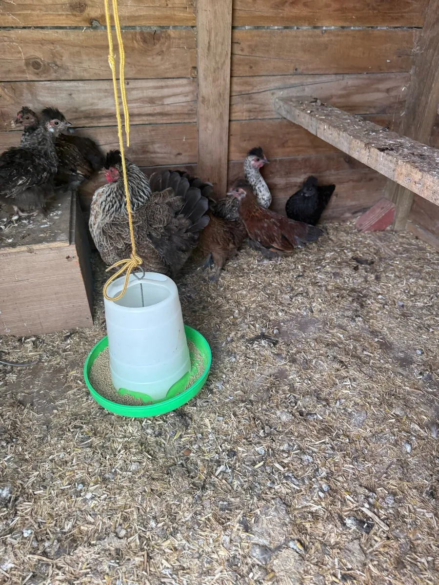 Cross breed bantam hen and 6 chicks - Image 2