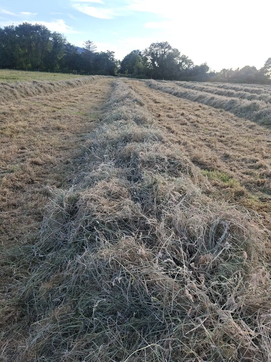 Hay - Image 1
